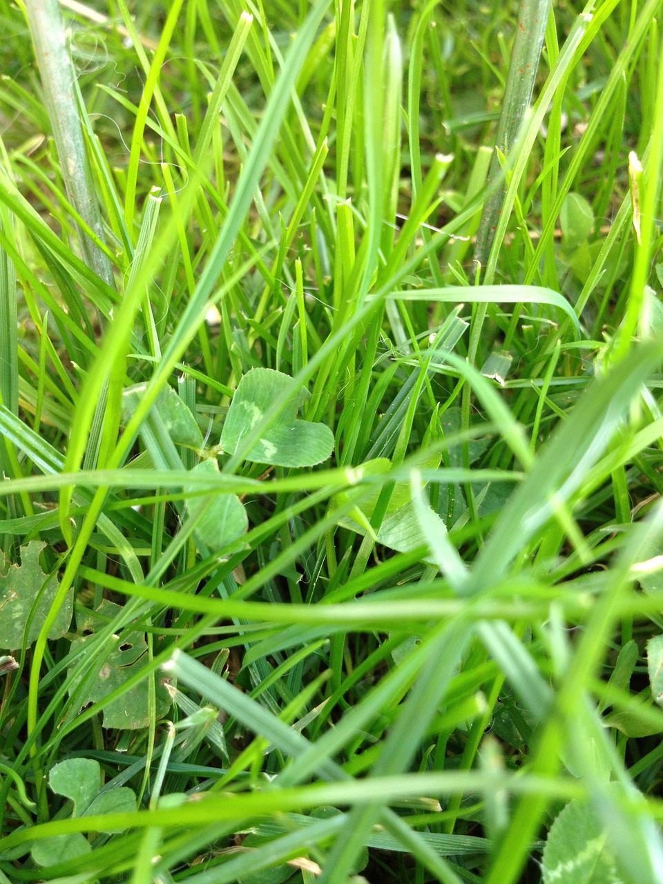 klee meadow green free photo
