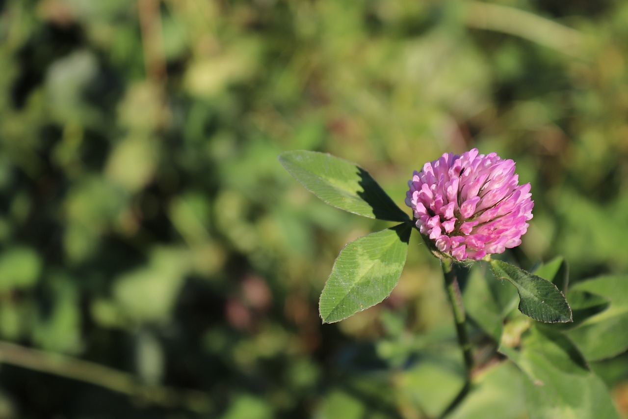 klee red clover blossom free photo