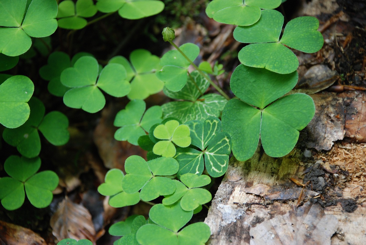 klee white clover holy free photo