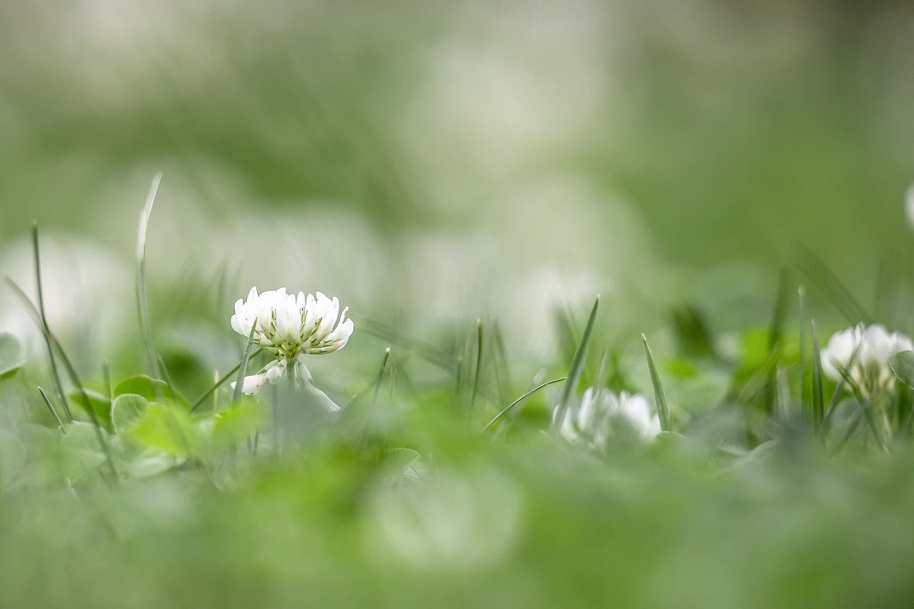 klee grass nature free photo