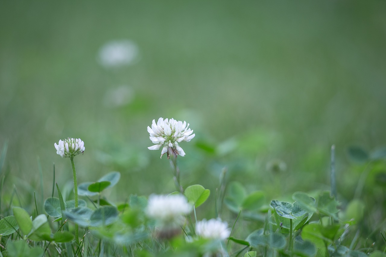 klee meadow summer free photo