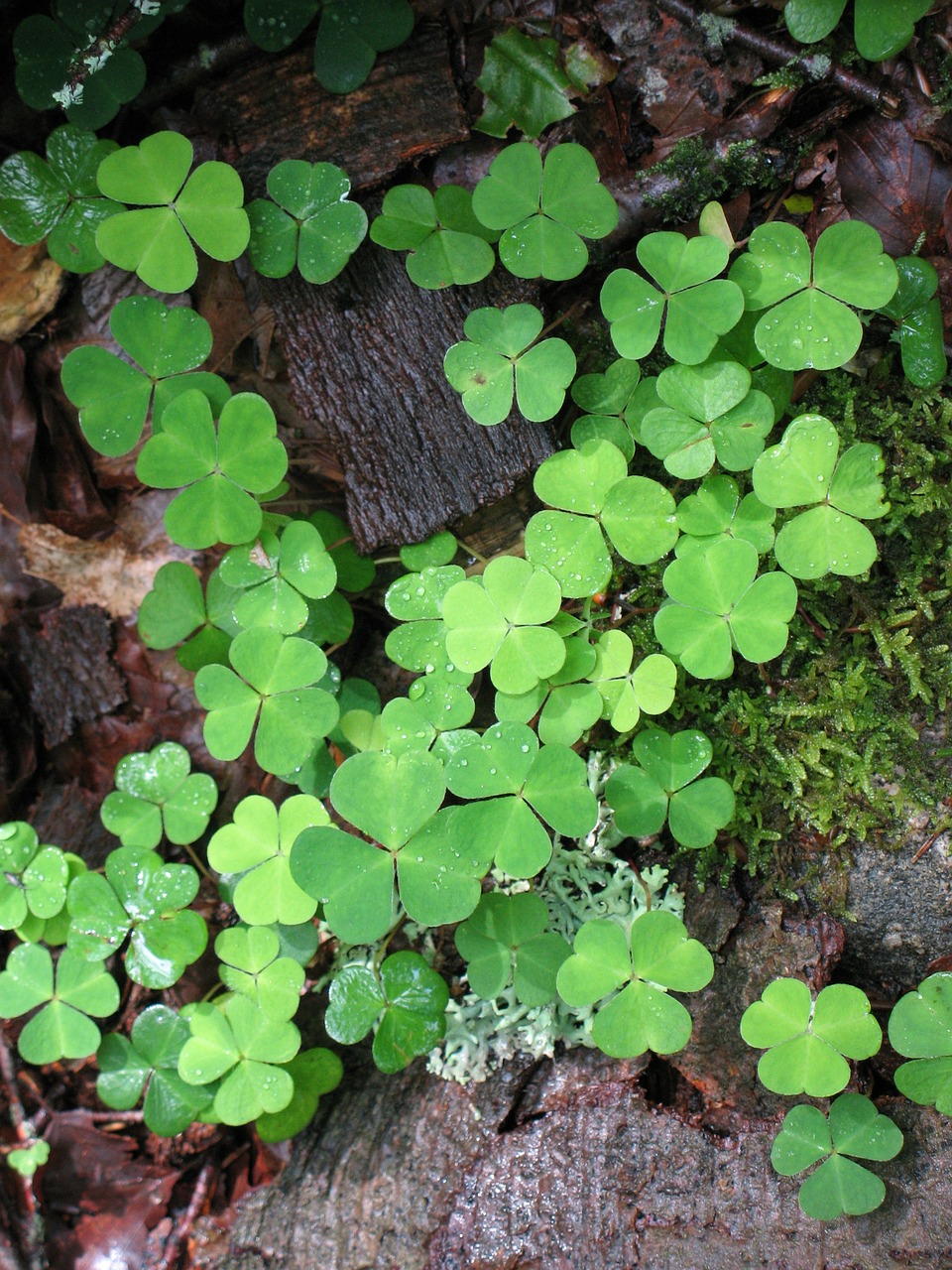 klee green four leaf clover free photo