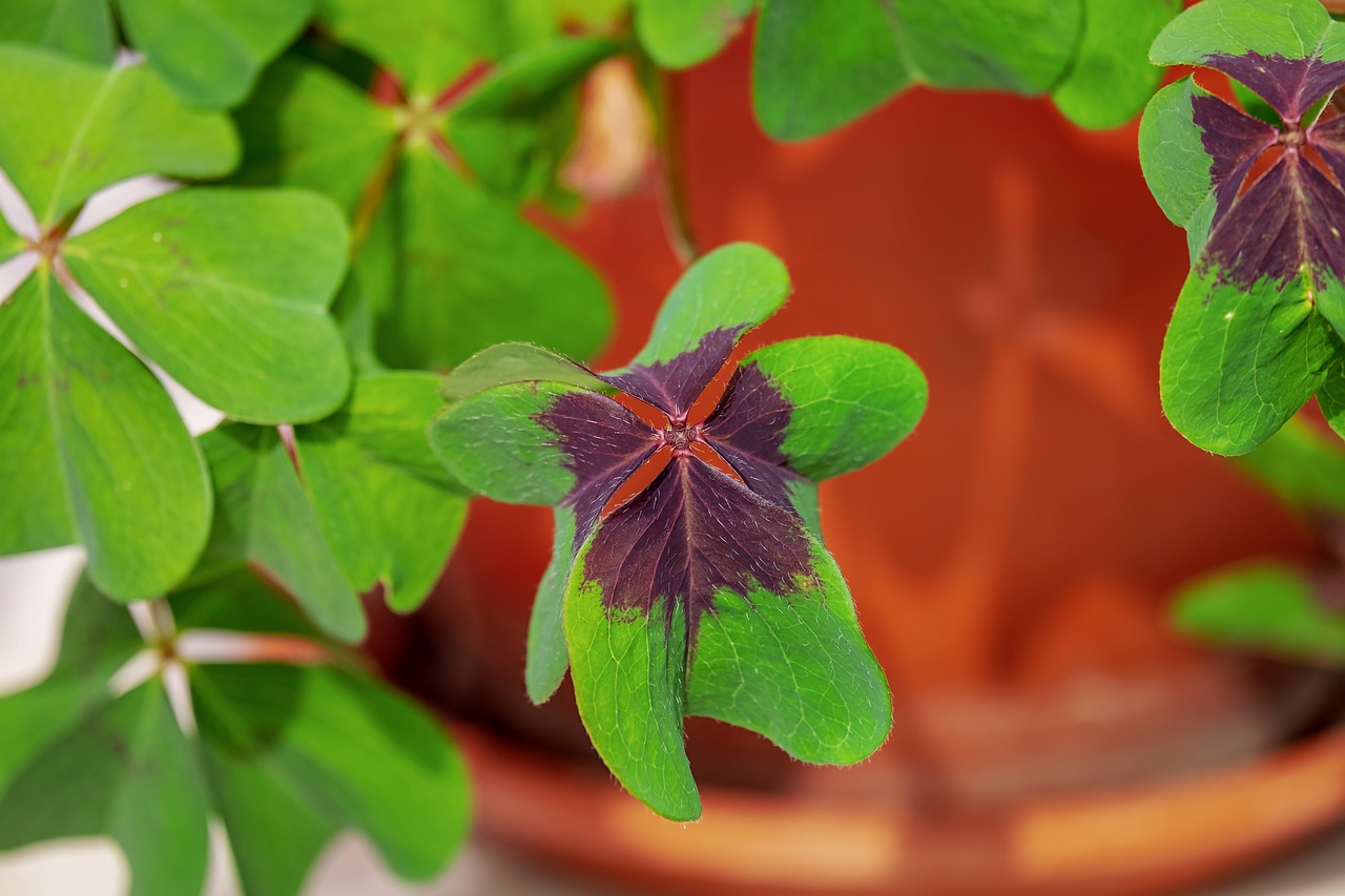 klee  four leaf clover  lucky clover free photo