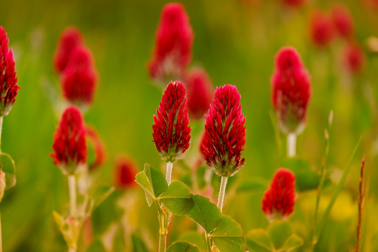 klee  rose clover  trifolium incarnatum free photo