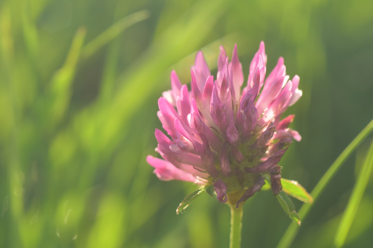 klee  red clover  pointed flower free photo