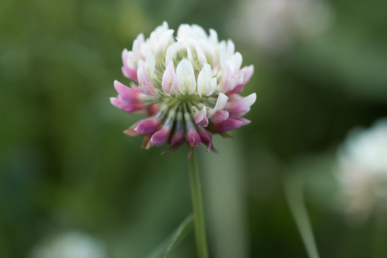 klee  wiesenklee  flower free photo