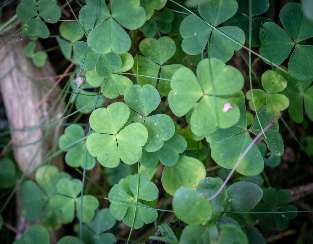 klee  four leaf clover  leaves free photo