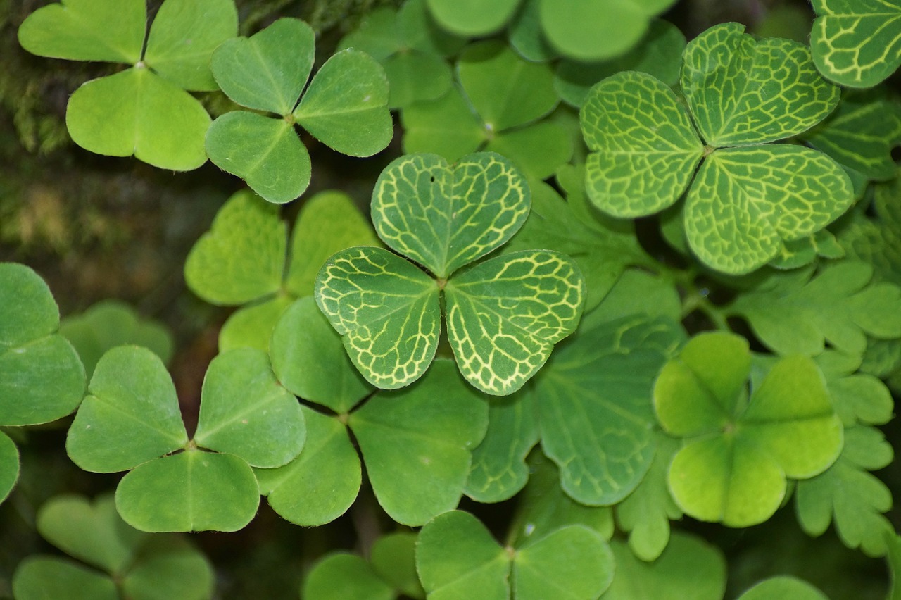 klee  shamrocks  plant free photo