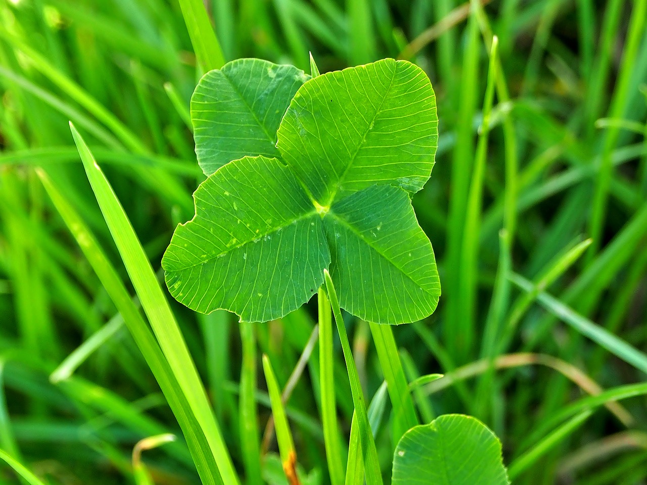 klee  four leaf clover  green free photo