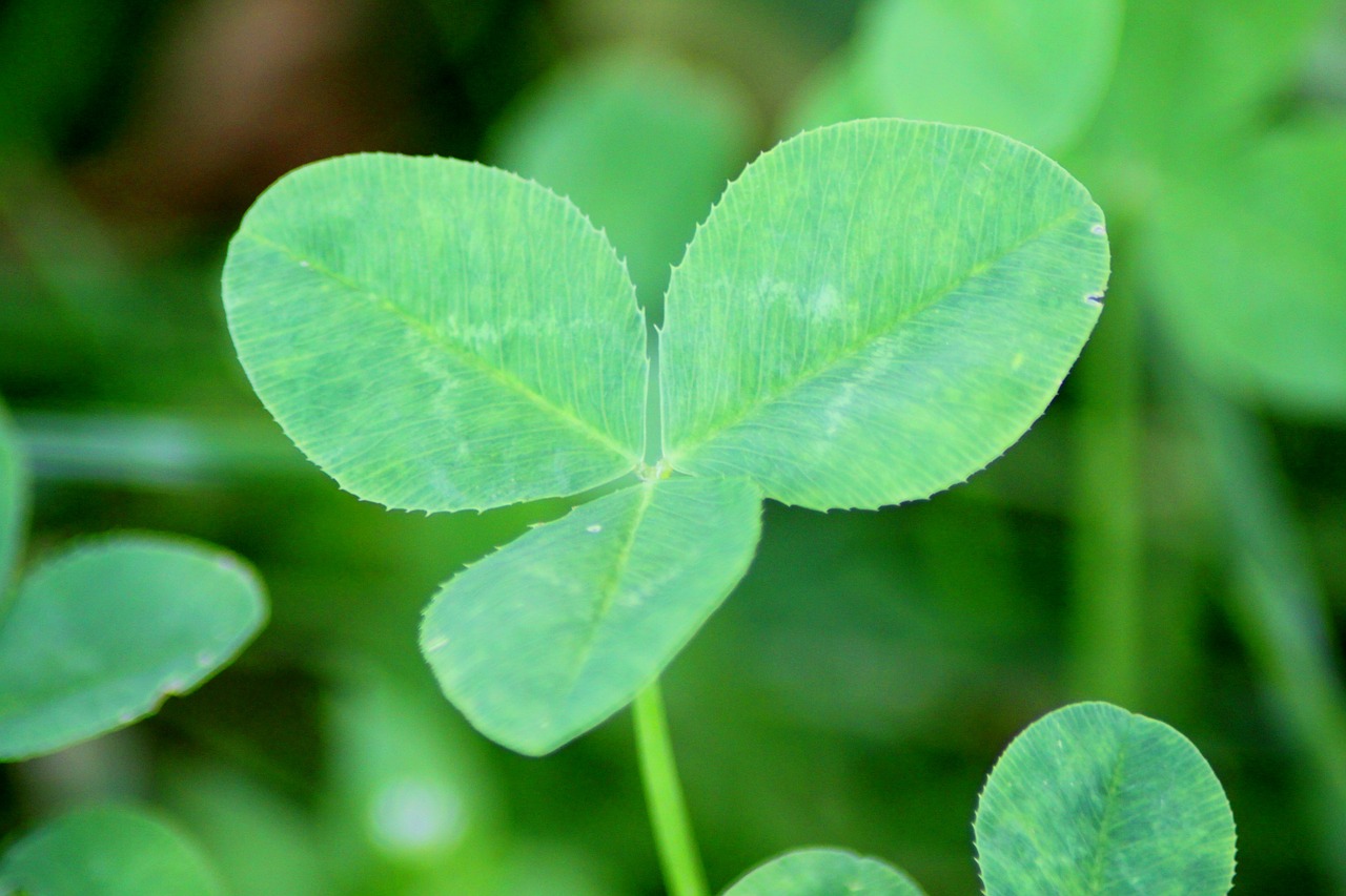 klee four leaf clover green free photo