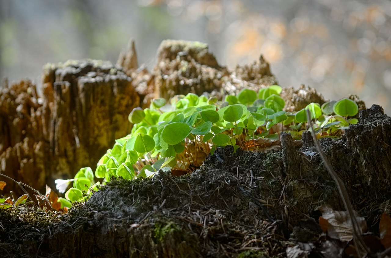 klee  forest clover  sorrel free photo