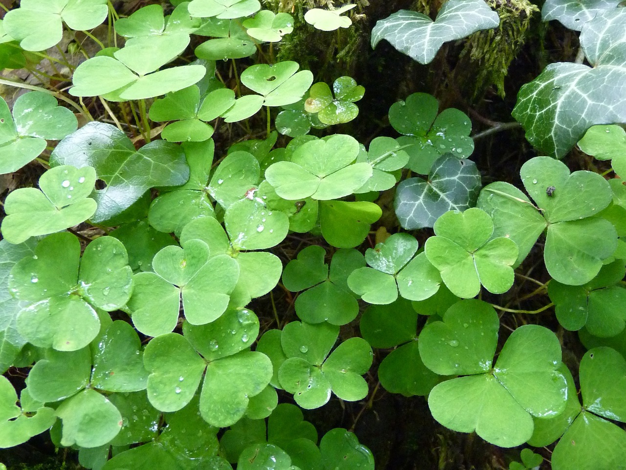 klee four leaf clover green free photo