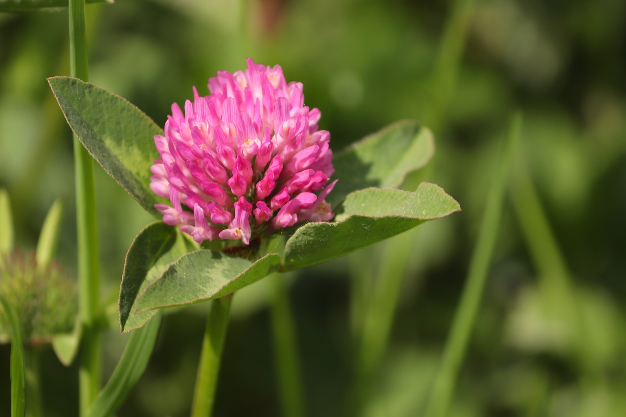 klee  blossom  bloom free photo