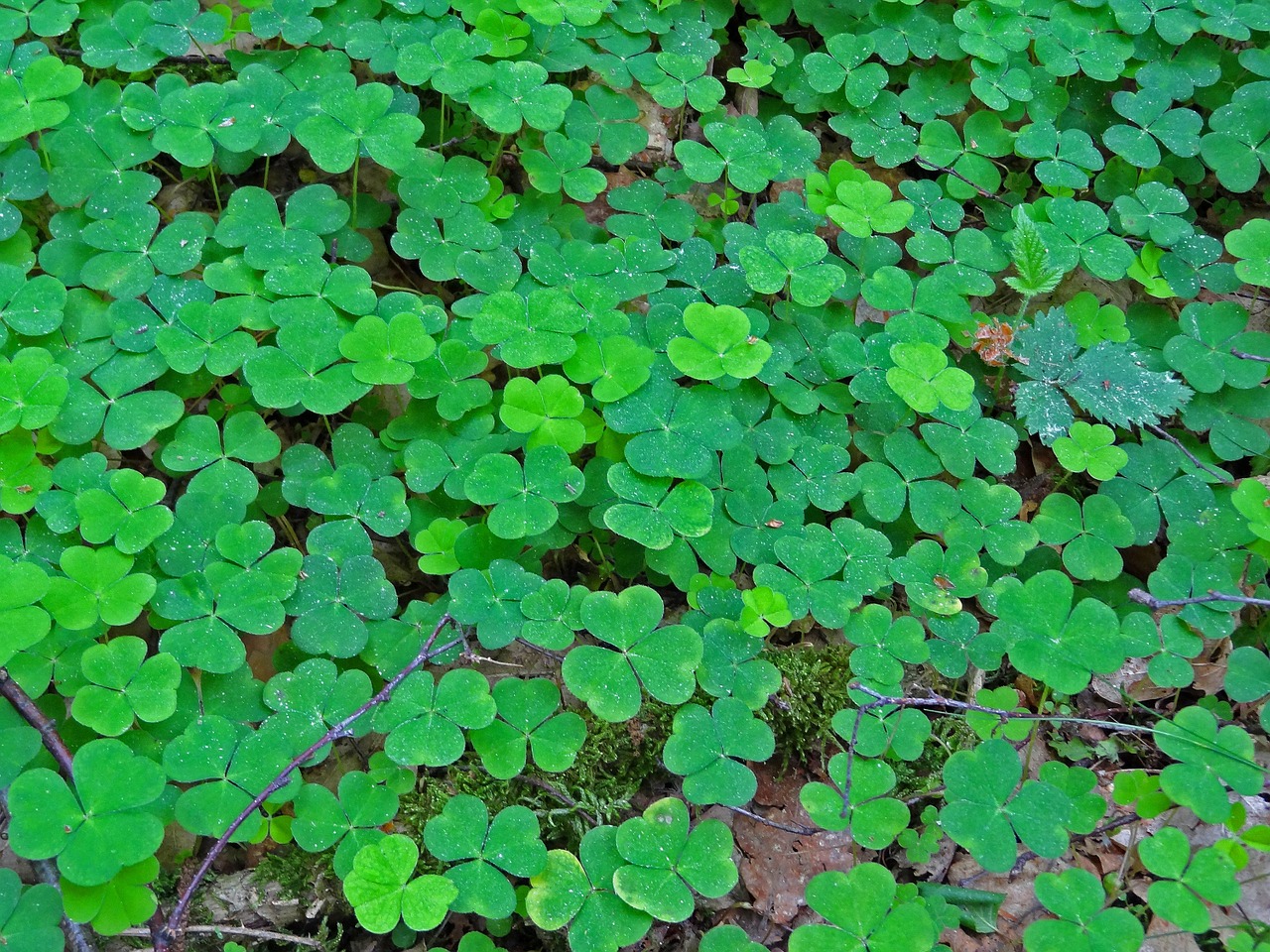 klee sorrel lucky clover free photo