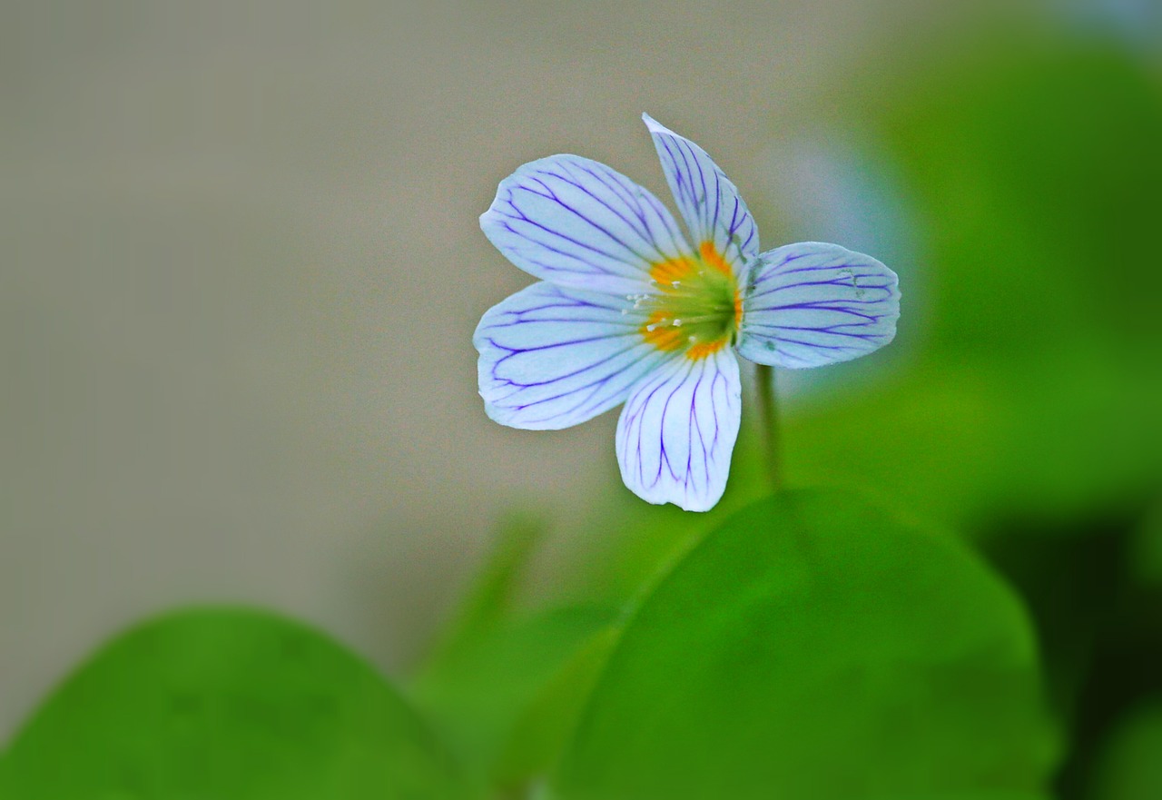 klee blossom bloom free photo