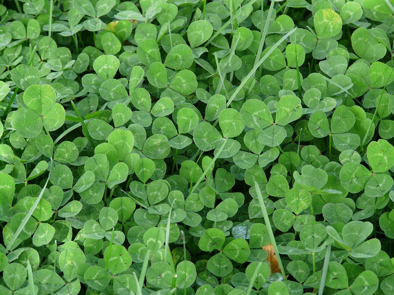 klee lucky clover shamrocks free photo