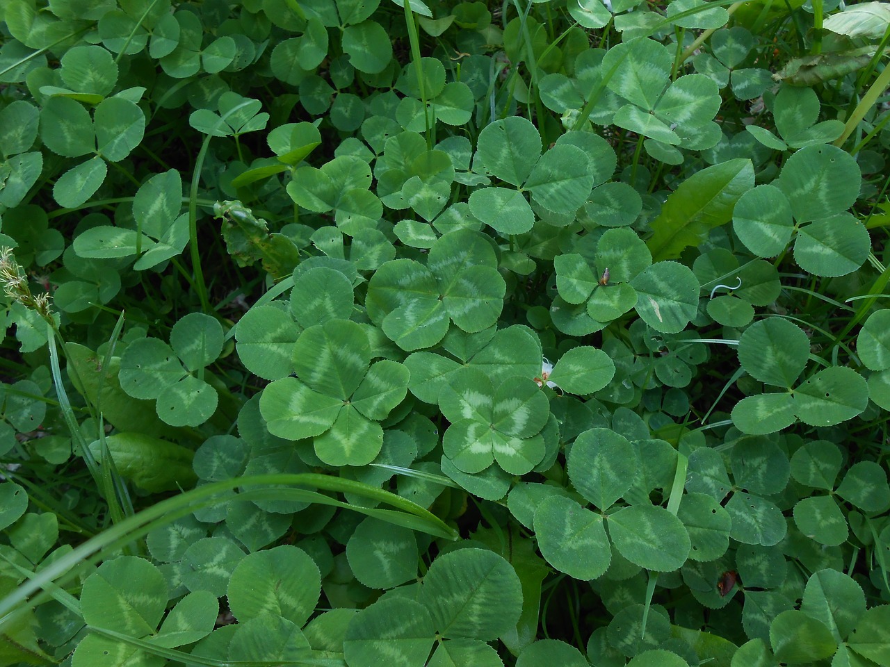 klee lucky clover green free photo