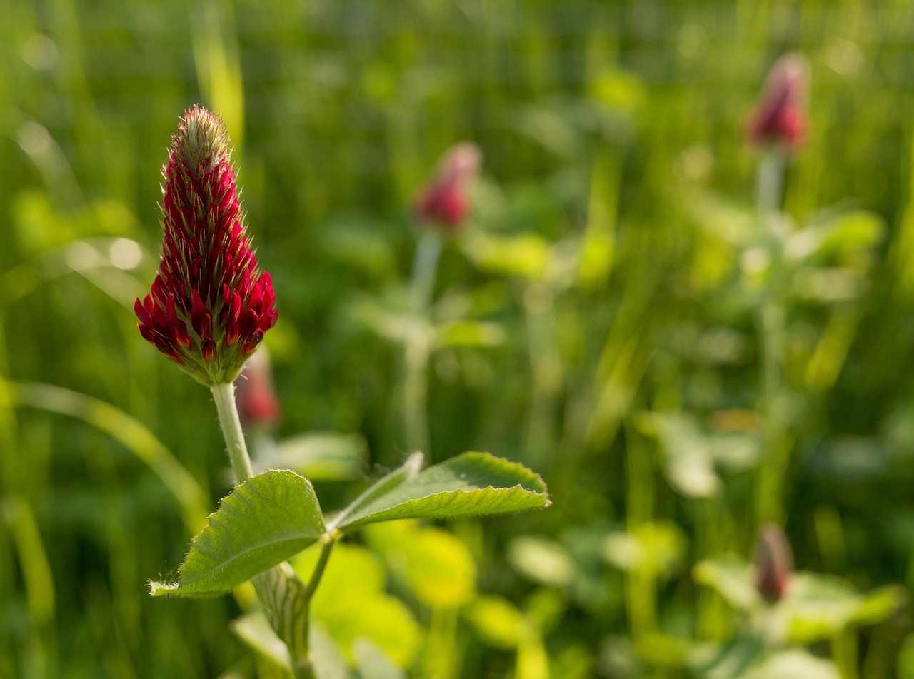 klee red blood clover free photo