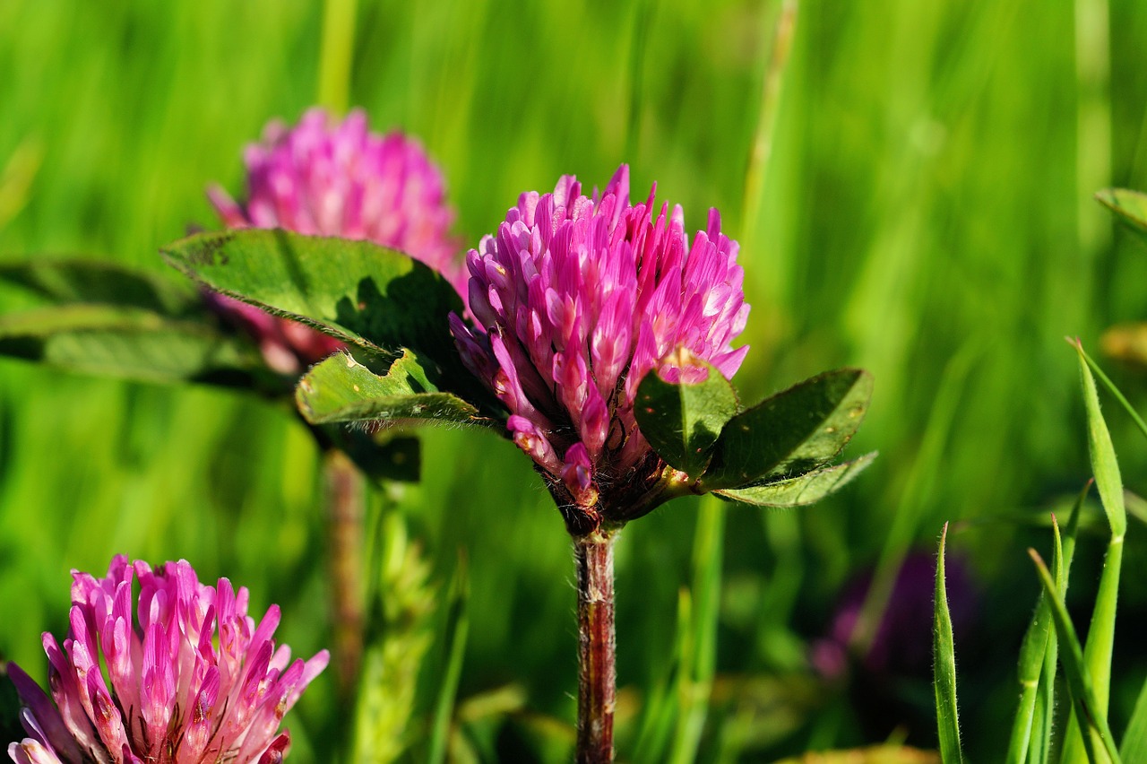 klee clover nature free photo