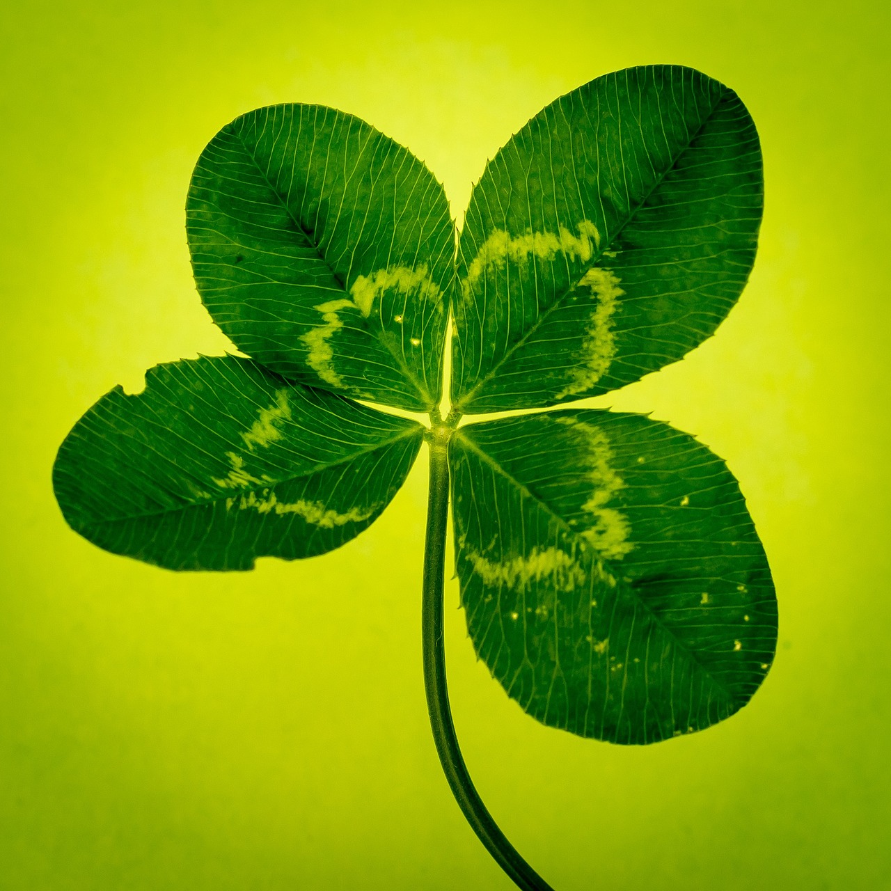 Klee,four leaf clover,green,vierblättrig,lucky clover - free image from ...