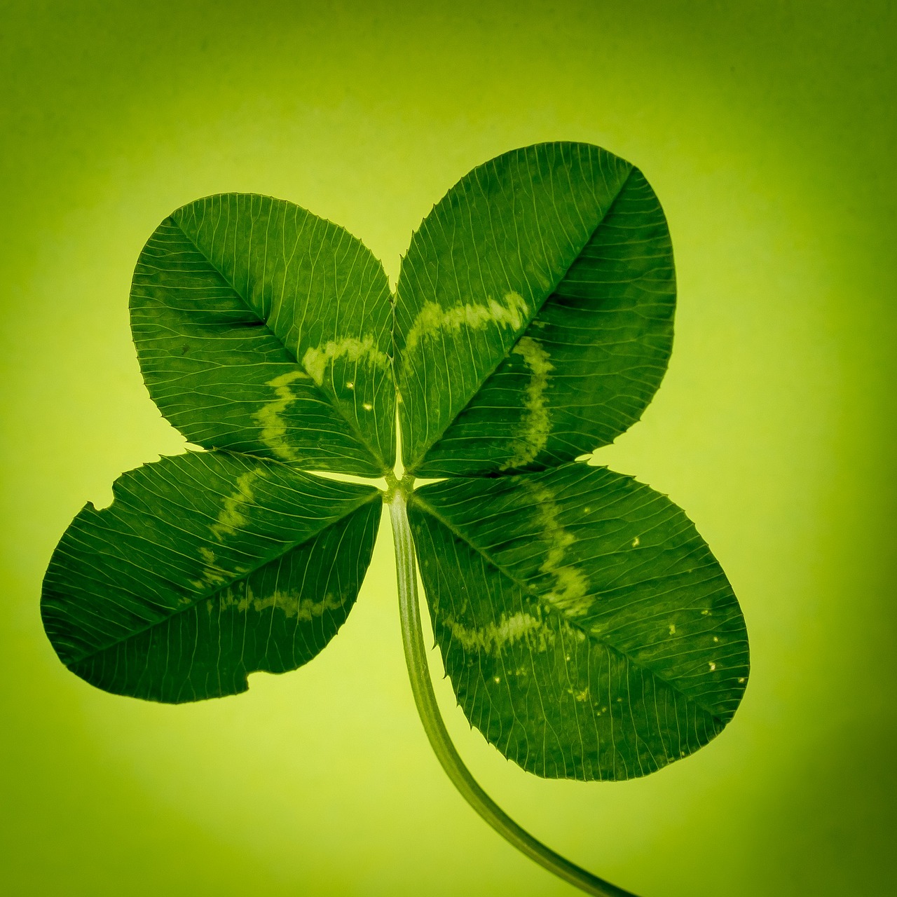 klee four leaf clover green free photo