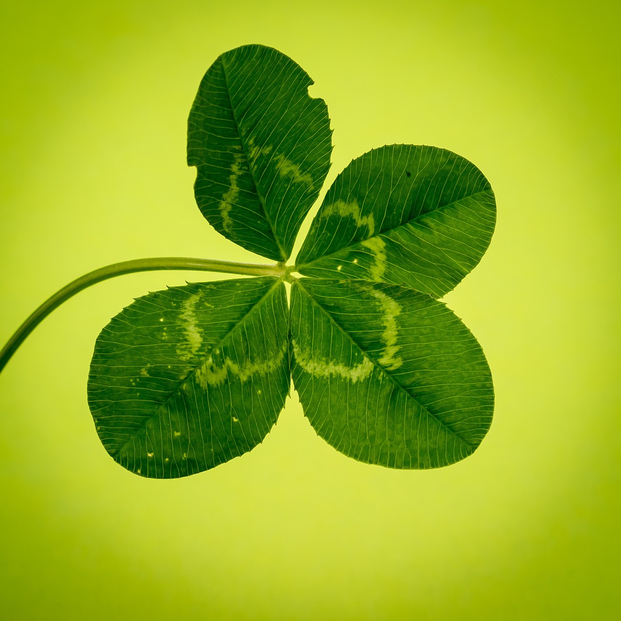 klee four leaf clover green free photo