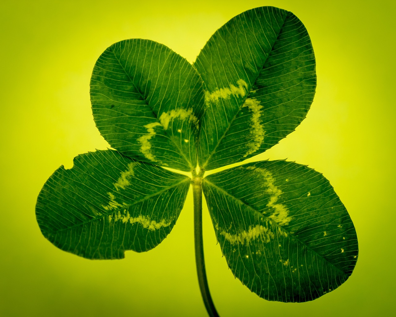 klee four leaf clover green free photo