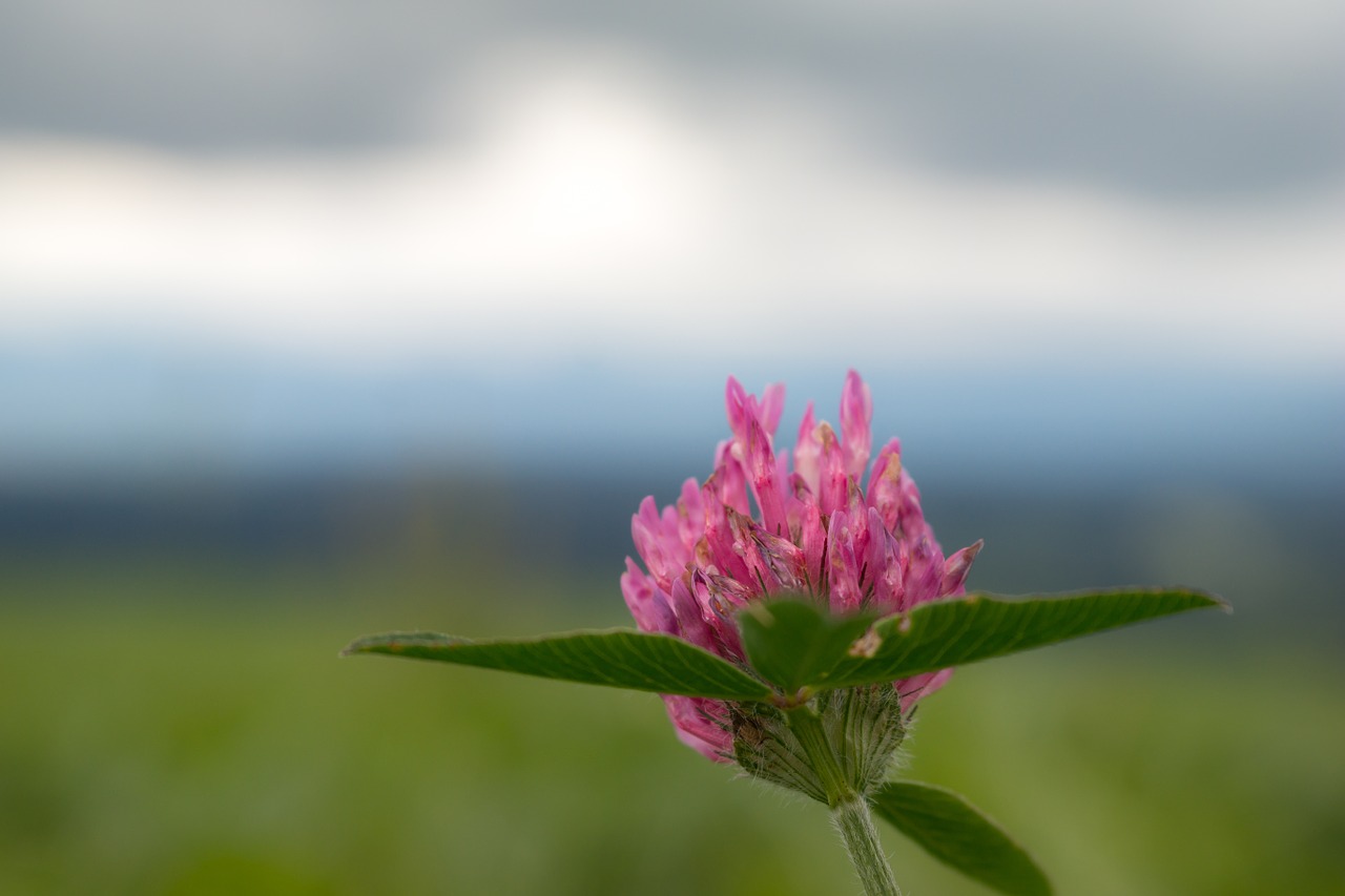 klee pink red clover free photo