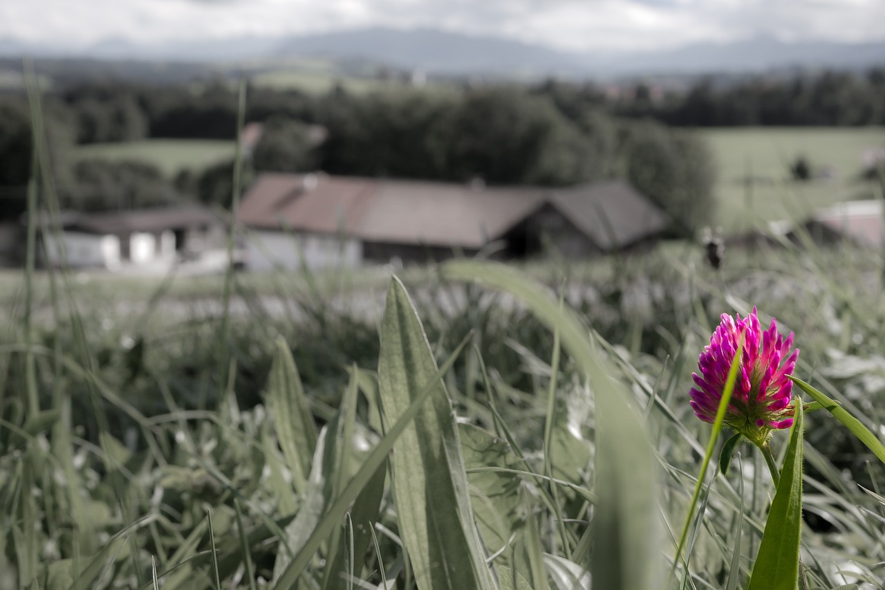 klee pink red clover free photo