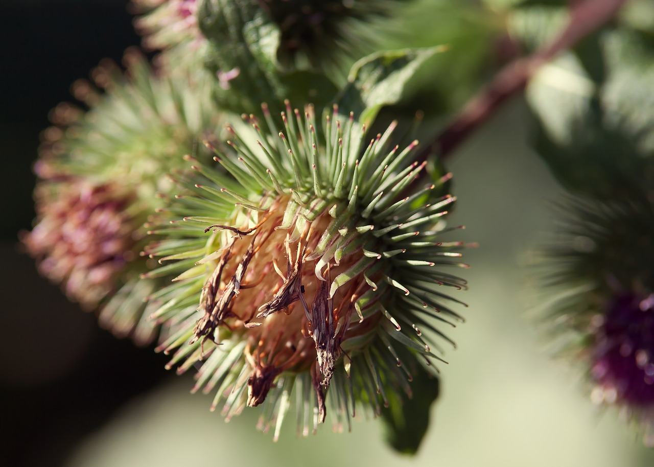 klee blossom bloom free photo