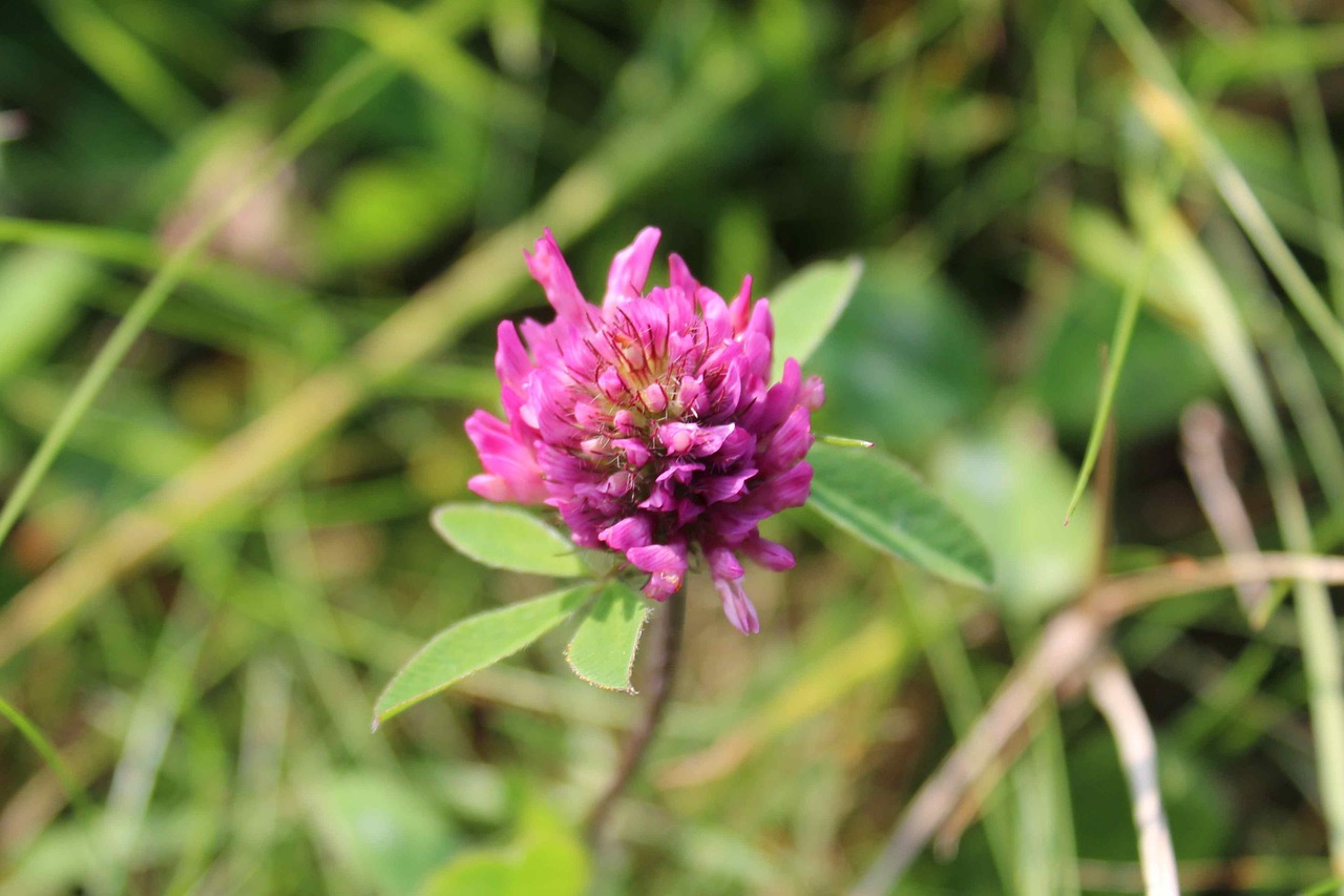 klee red clover meadow free photo