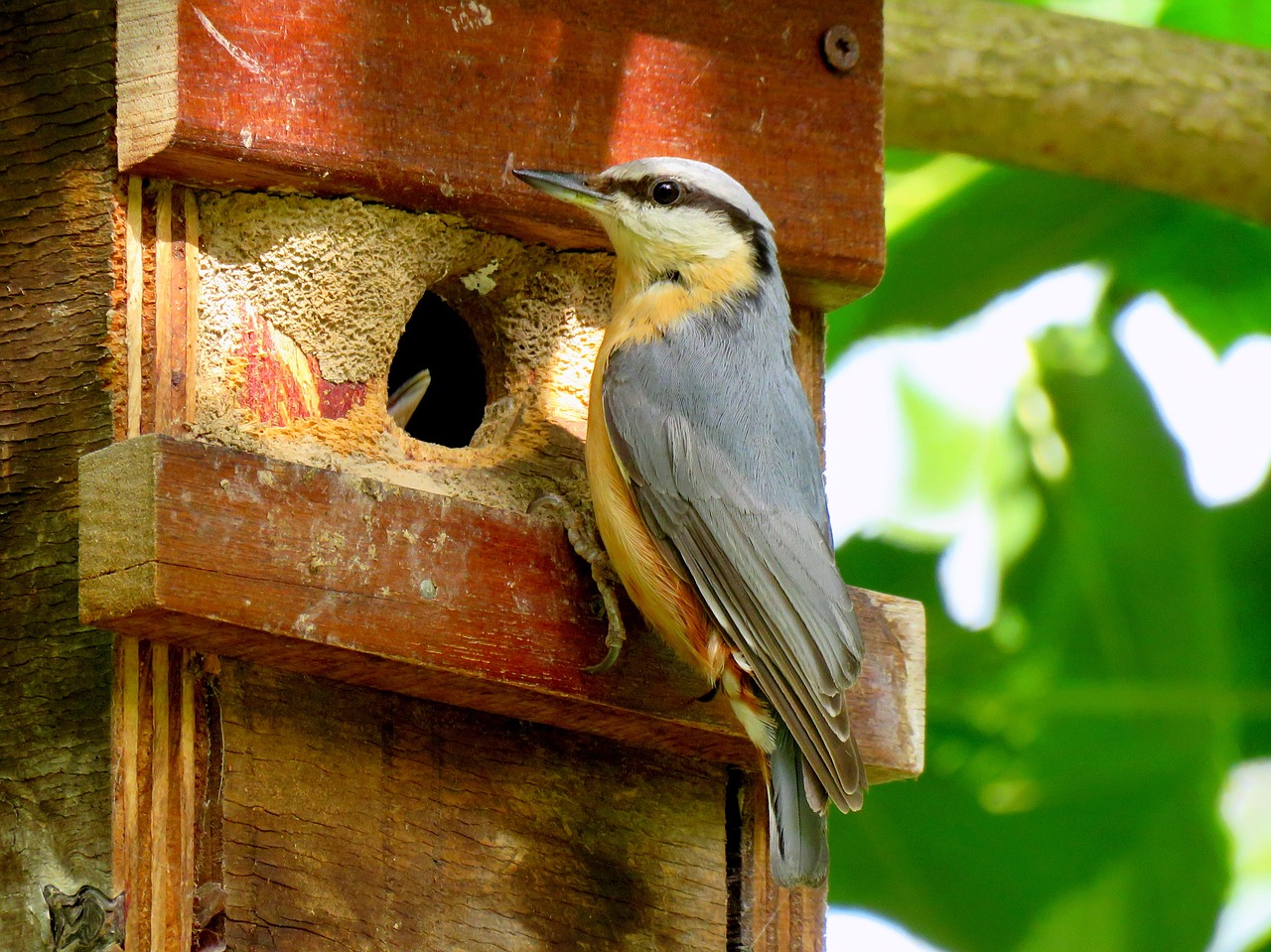 kleiber nesting box feeding free photo