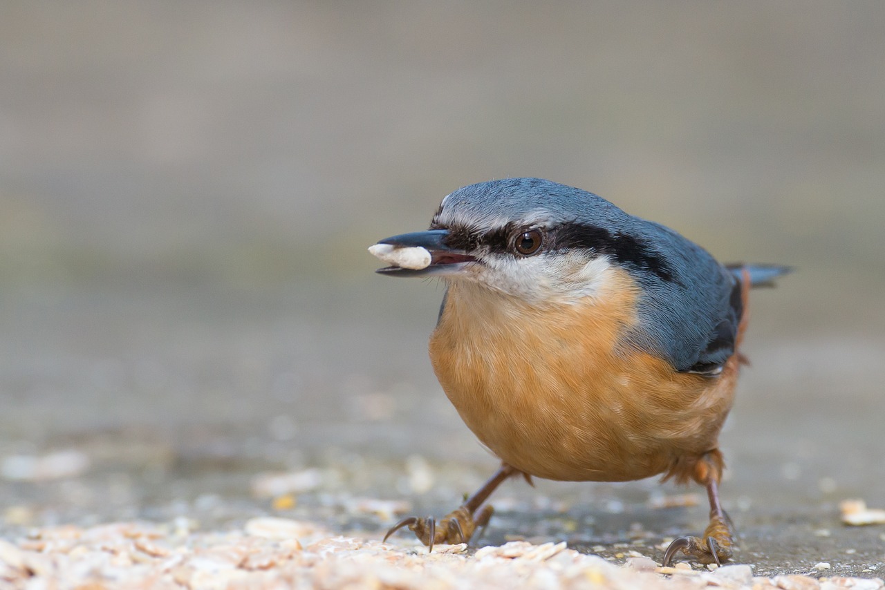 kleiber bird sitta europaea free photo