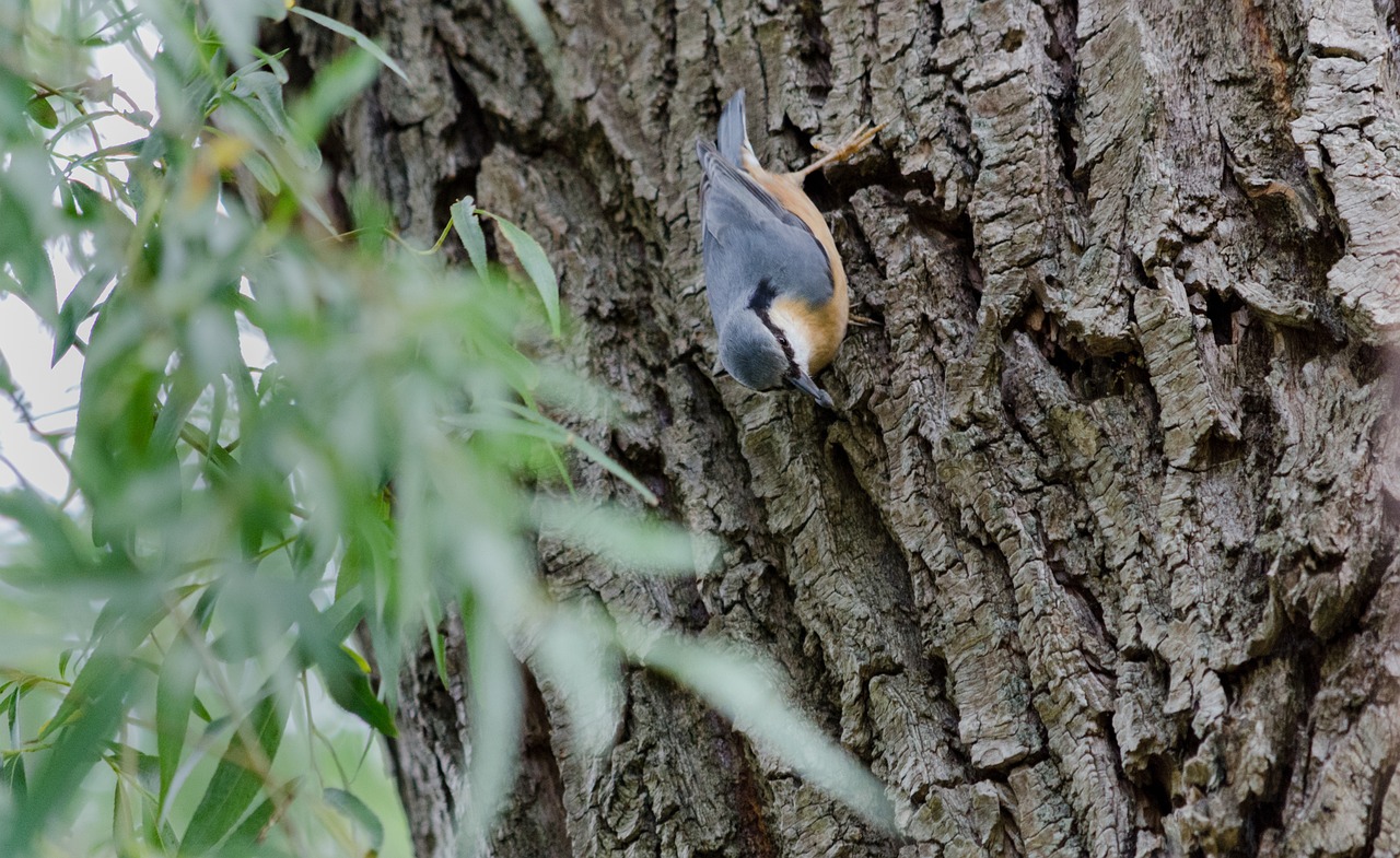 kleiber bird nature free photo