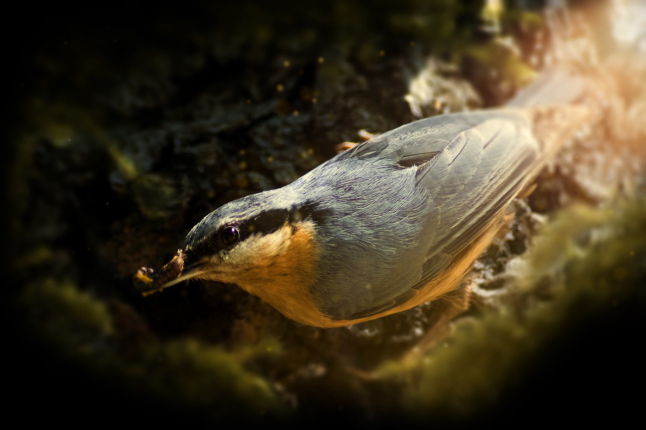 kleiber  passerine birds passeriformes  songbirds free photo