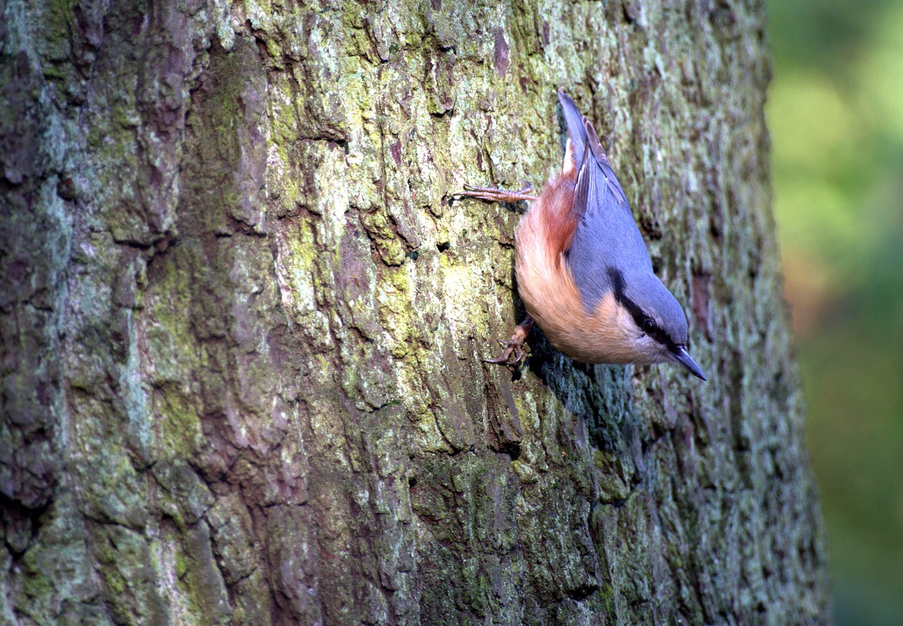 kleiber  tree runner  bird free photo