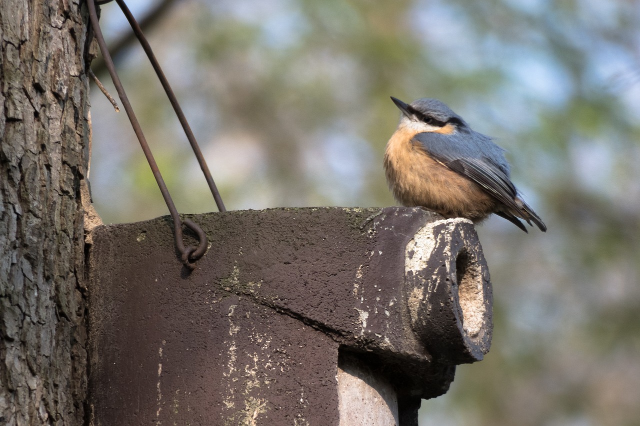 kleiber  bird feeder  nesting box free photo