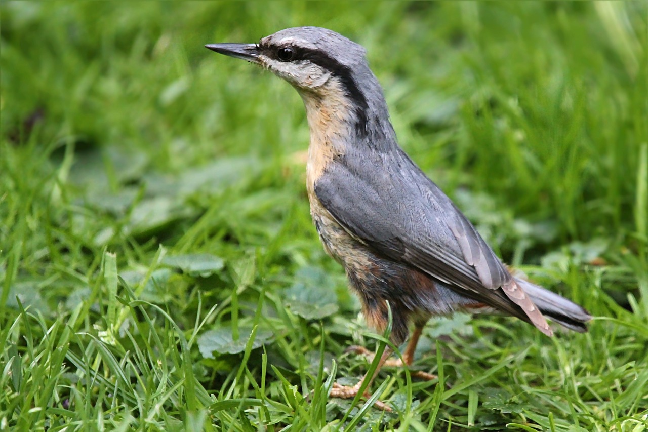 kleiber young bird free photo