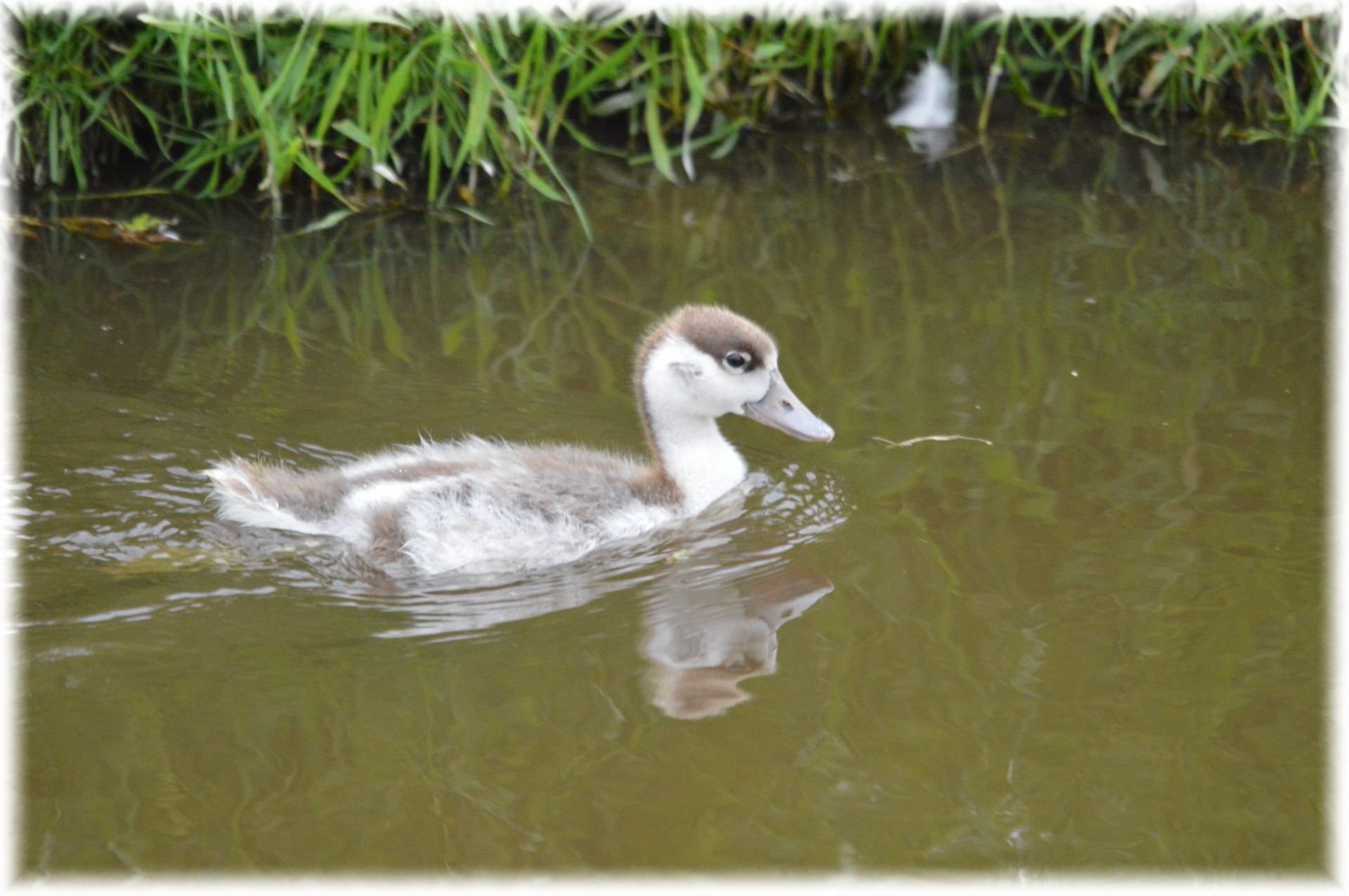 duck young white free photo