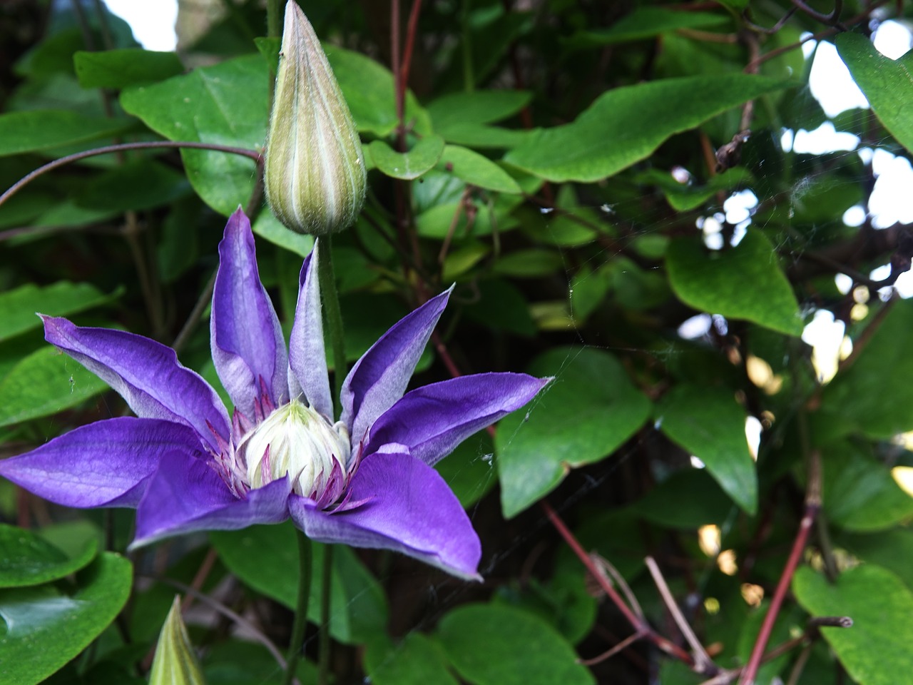 klematis  clematis  garden free photo