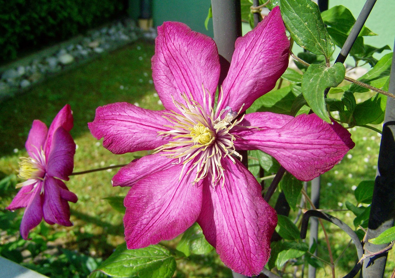 klemátisz  creeping plant  purplish-pink free photo