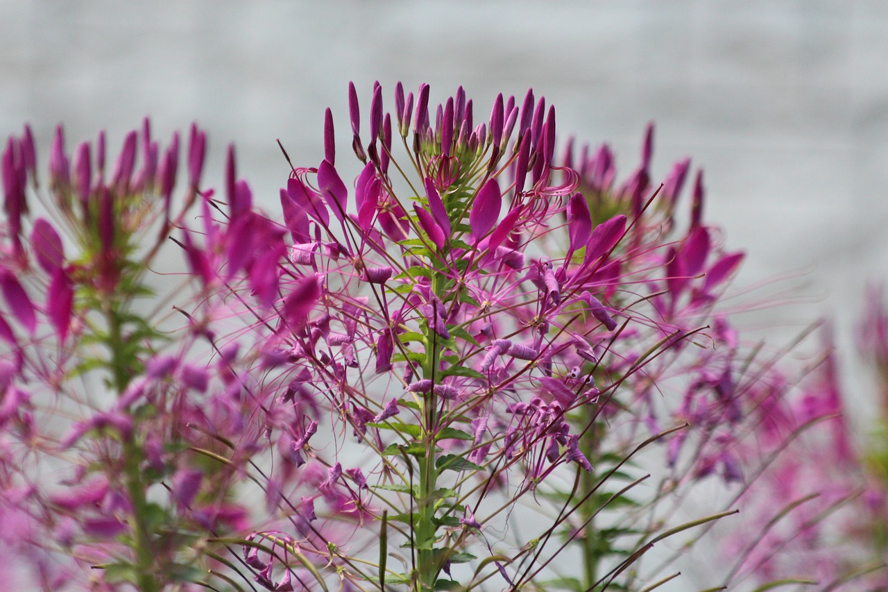 kleoma  flower  bloom free photo