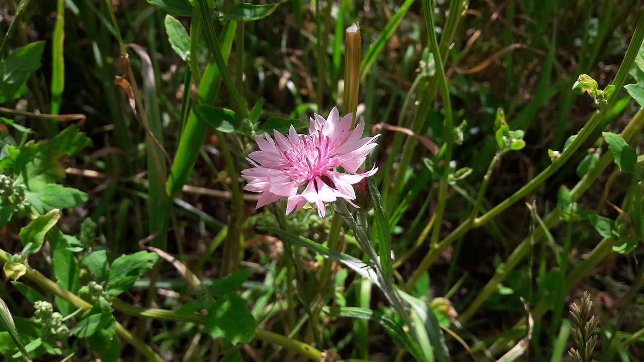 klint pink klint cornflower free photo