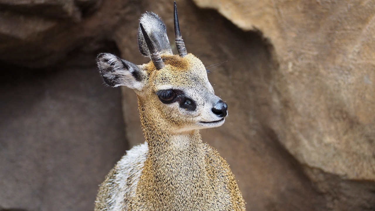 klipspringer antelope african free photo