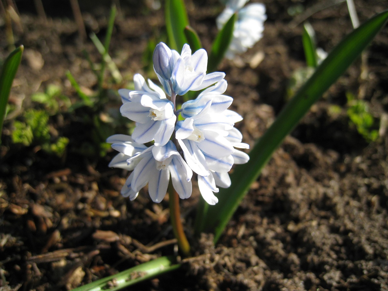 klockhyacint blue garden free photo