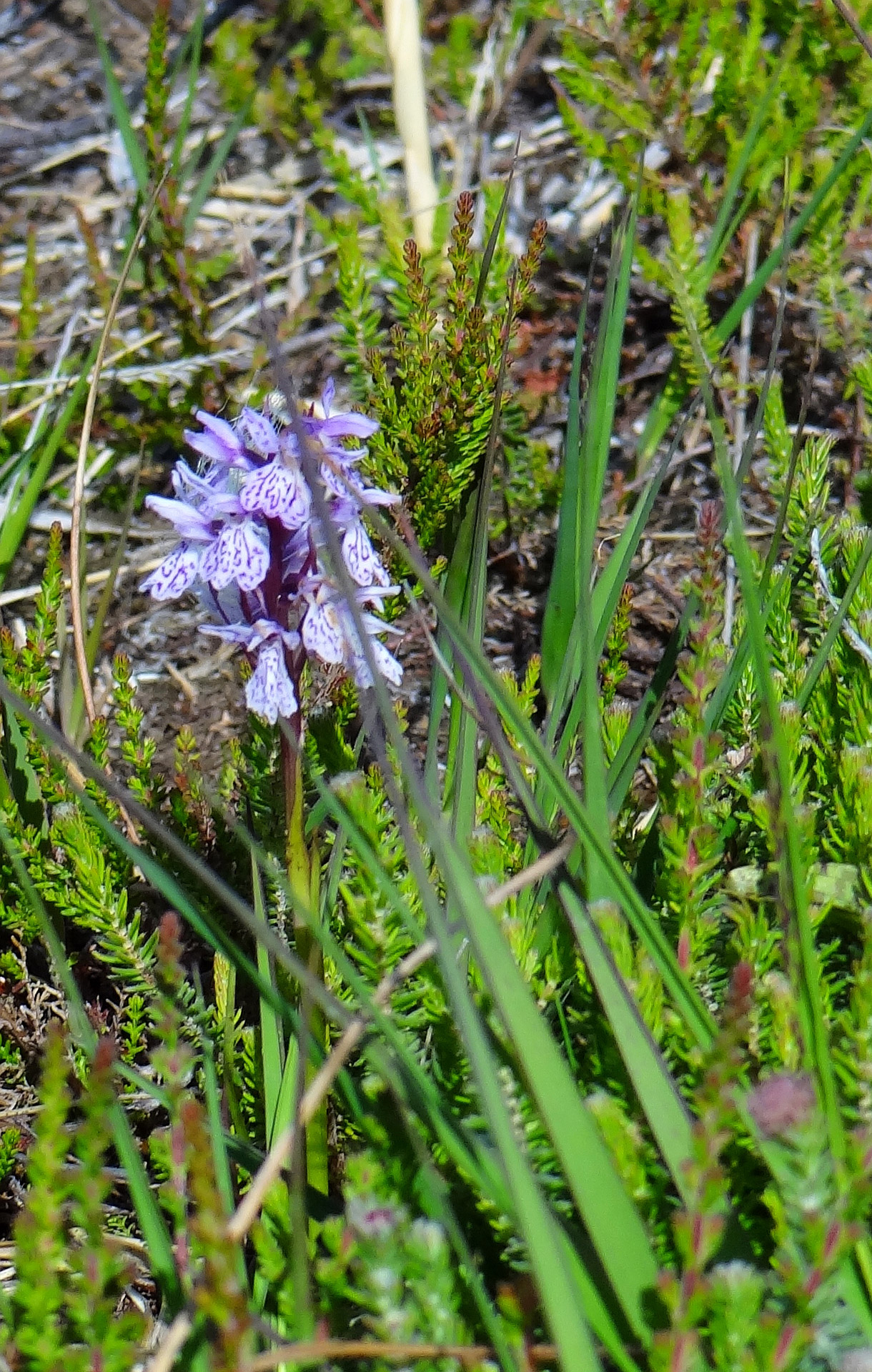 flower protected orchid orchid free photo