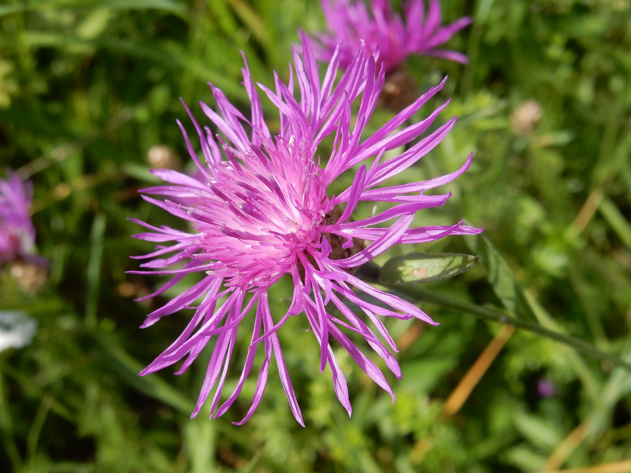 knapweed purple violet free photo