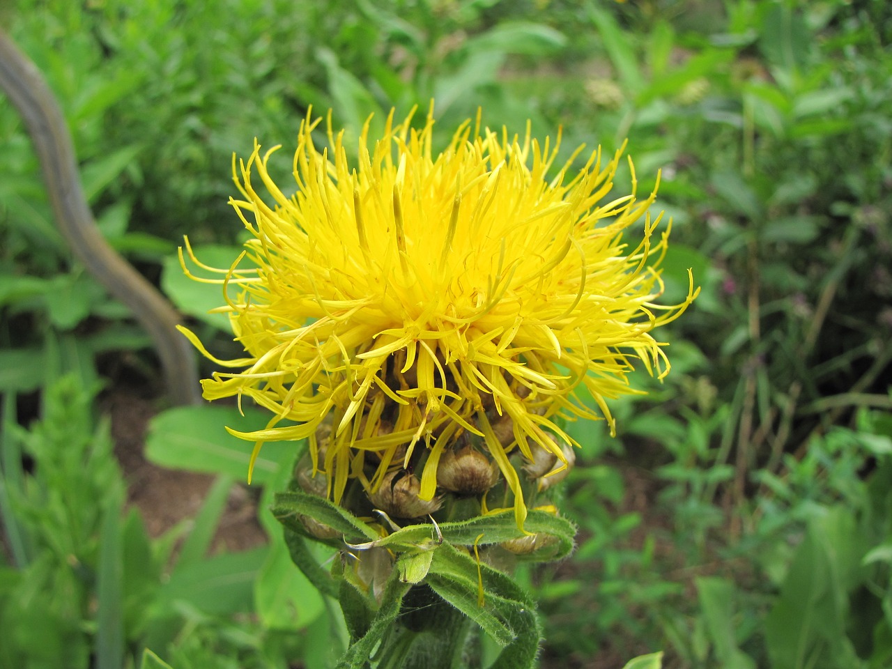 knapweed flower yellow free photo