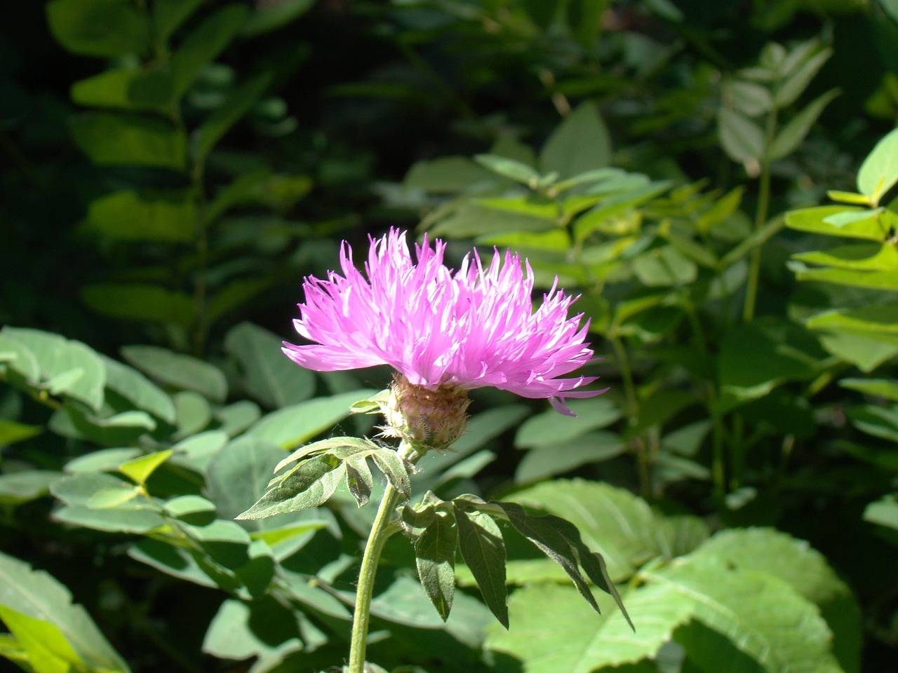 knapweed pink flower free photo