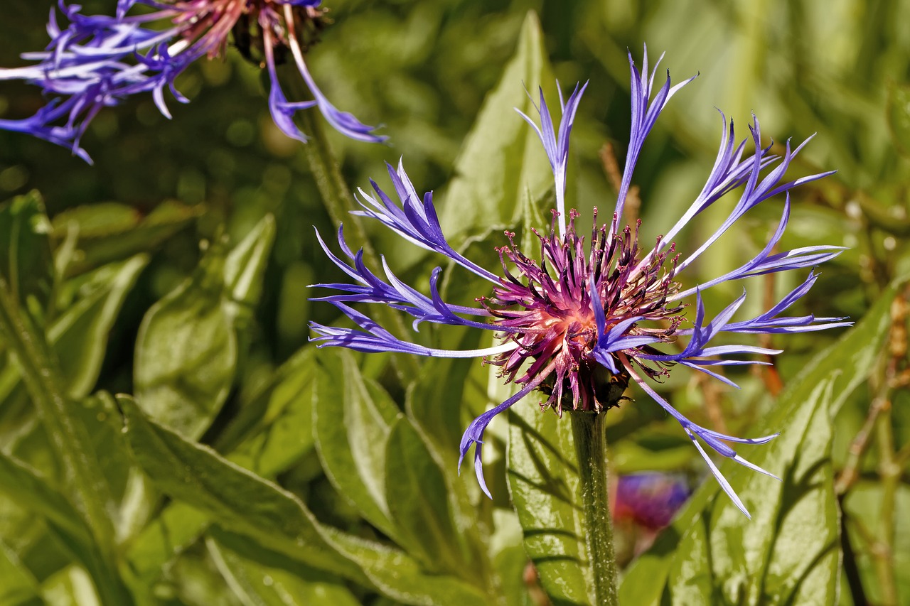 knapweed centaurea flower free photo